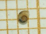 A photograph of the species Menetus dilatatus, not of this specimen