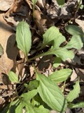 A photograph of the species Prenanthes alba, not of this specimen
