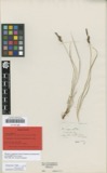 A photograph of the species Carex vulgaris, not of this specimen