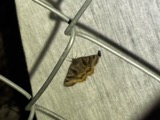 A photograph of the species Caenurgina crassiuscula, not of this specimen