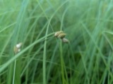 A photograph of the species Carex suberecta, not of this specimen