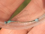 A photograph of the species Enallagma traviatum, not of this specimen