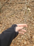A photograph of the species Hamamelis L., not of this specimen