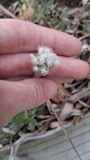 A photograph of the species Antennaria plantaginifolia, not of this specimen