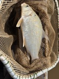 A photograph of the species Carpiodes cyprinus, not of this specimen