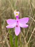 A photograph of the species Calopogon tuberosus, not of this specimen