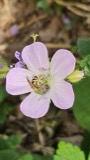 A photograph of the species Agapostemon virescens, not of this specimen
