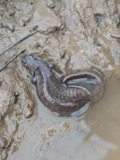 A photograph of the species Ambystoma barbouri, not of this specimen