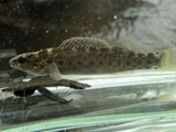 A photograph of the species Etheostoma maculatum, not of this specimen