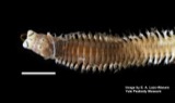 A photograph of the species Alitta succinea, not of this specimen