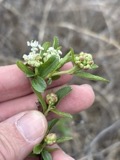 A photograph of the species Ceanothus herbaceus, not of this specimen