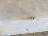 A photograph of the species Fundulus diaphanus, not of this specimen