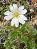 A photograph of the species Cerastium arvense, not of this specimen