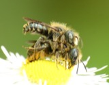 A photograph of the species Osmia georgica, not of this specimen