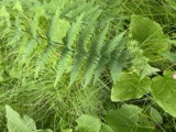 A photograph of the species Dryopteris boottii, not of this specimen