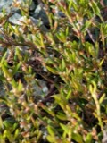 A photograph of the species Polygonum L., not of this specimen