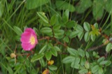 A photograph of the species Rosa nitida, not of this specimen