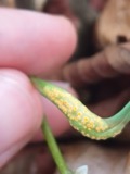 A photograph of the species Puccinia mariae-wilsoniae, not of this specimen