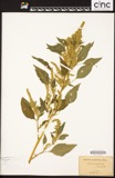 A photograph of the species Montelia tamariscina, not of this specimen