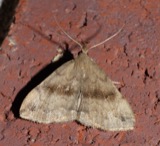 A photograph of the species Phalaenostola eumelusalis, not of this specimen
