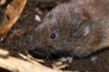 A photograph of the species Microtus pinetorum, not of this specimen