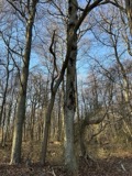 A photograph of the species Betula lenta, not of this specimen