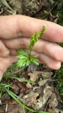 A photograph of the species Botrychium angustisegmentum, not of this specimen