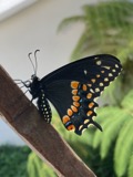 A photograph of the species Papilio polyxenes, not of this specimen