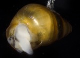 A photograph of the species Assiminea succinea, not of this specimen