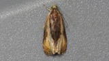 A photograph of the species Olethreutes nigranum, not of this specimen