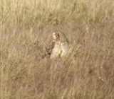 A photograph of the species Asio flammeus, not of this specimen
