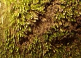 A photograph of the species Jungermannia pumila, not of this specimen