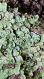 A photograph of the species Reboulia hemisphaerica, not of this specimen