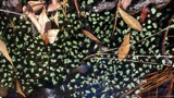 A photograph of the species Ricciocarpos natans, not of this specimen