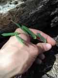 A photograph of the species Uvularia perfoliata, not of this specimen