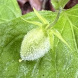 A photograph of the species Viola pubescens, not of this specimen