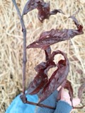 A photograph of the species Persicaria amphibia, not of this specimen