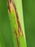 A photograph of the species Graminopassalora graminis, not of this specimen