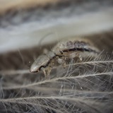 A photograph of the species Cuclotogaster heterographus, not of this specimen