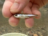 A photograph of the species Notropis ariommus, not of this specimen