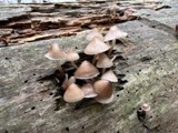A photograph of the species Mycena alcalina, not of this specimen