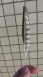 A photograph of the species Falco sparverius, not of this specimen