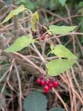 A photograph of the species Solanum dulcamara, not of this specimen