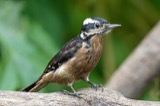A photograph of the species Picoides villosus, not of this specimen