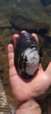 A photograph of the species Ortmanniana ligamentina, not of this specimen