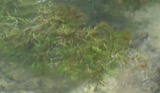 A photograph of the species Ranunculus trichophyllus, not of this specimen