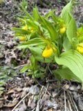 A photograph of the species Cypripedium parviflorum, not of this specimen