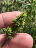 A photograph of the species Carex austrina, not of this specimen