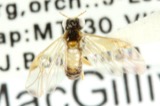A photograph of the species Acordulecera mellina, not of this specimen