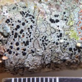 A photograph of the species Buellia curtisii, not of this specimen